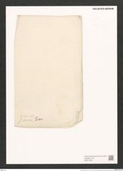 Nitzschia sibirica Grun. (de-Toni-Nr.: Genus 47, Species 2042) Zeichnungen Sammlung Grunow (NHMW-BOT-W0371848)